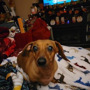 Meet your Posher, Susan